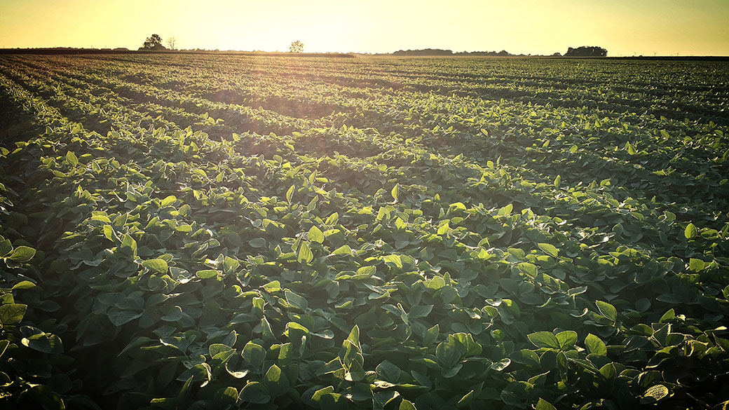 Indiana-soybean-crop-2014  important FSA Dates, Deadlines & Holidays Indiana soybean crop 20141