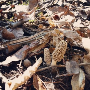 My first morel mushrooms of 2015  Morel Mushroom Season in Indiana morel mushroom season April 2015 indiana